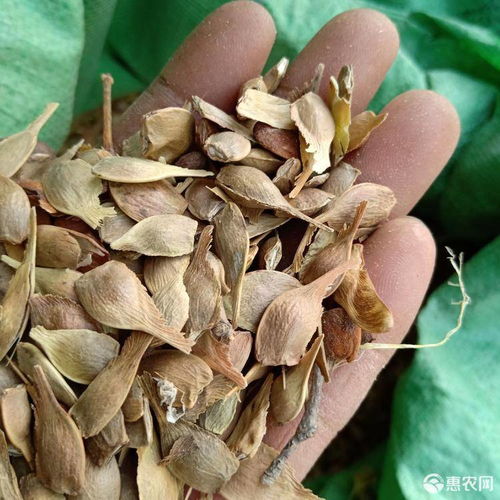 元宝枫种子 五角枫种子 彩叶树种 发芽率高价格38元 斤 惠农网