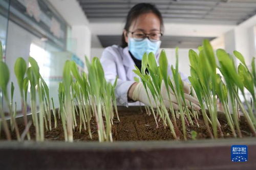 特写 一粒种子里的 国之大者