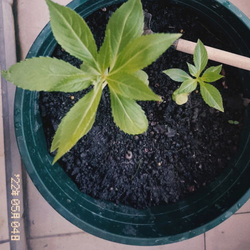 凤仙花种植记录 1