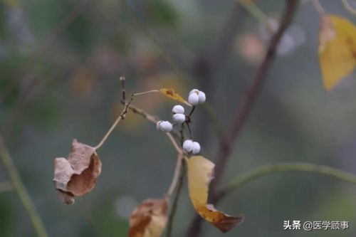 叶子像鱼,种子榨油,你见过这种植物吗