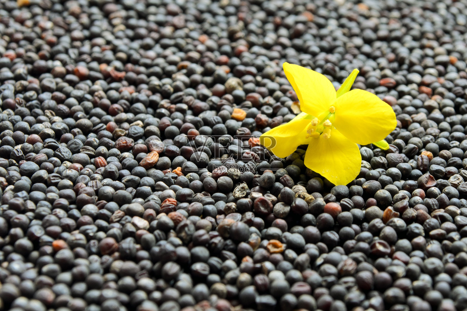 黄色的油菜花,以种子为背景。黄芥末。菜籽油和新鲜菜籽油花。照片摄影