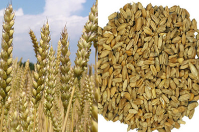 【浮小麦】【图】浮小麦是什么 一种你以为是废物的东西却是良药_伊秀健康|yxlady.com