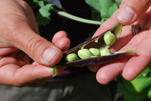 豌豆,收获,食品,有机,素,农业,蔬菜,种子,植物,原,成熟