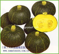 供应黑姫 南瓜种子,大连中裕种业有限公司, 中国蔬菜网产品库