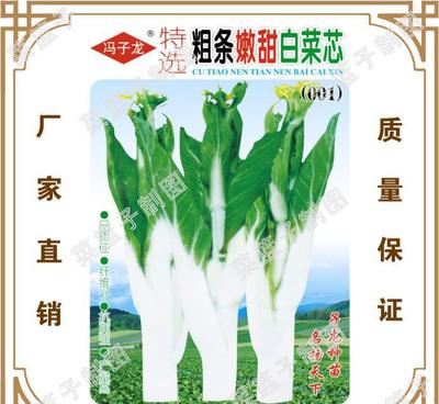 冯子龙种子 优质 特选粗条嫩甜白菜芯(001) 大棚田园盆栽