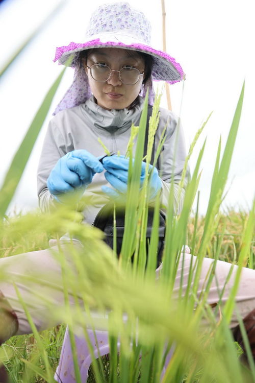 探访崖州湾种子实验室