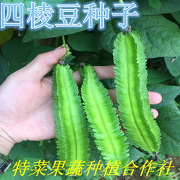 特菜果蔬种植合作社