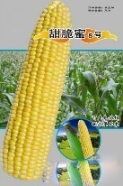 供应甜脆蜜8号水果玉米种子_农副产品_世界工厂网中国产品信息库